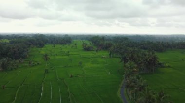 Hava aracı Bali 'deki yeşil pirinç tarlalarına ve ormana bakıyor. Yüksek kalite 4k görüntü