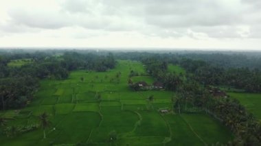 Hava aracı Bali 'deki yeşil pirinç tarlalarına ve ormana bakıyor. Yüksek kalite 4k görüntü