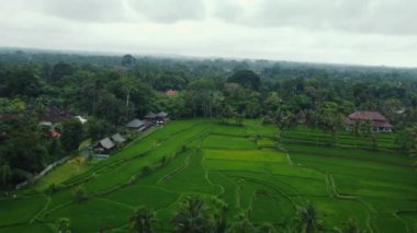 Hava aracı Bali 'deki yeşil pirinç tarlalarına ve ormana bakıyor. Yüksek kalite 4k görüntü