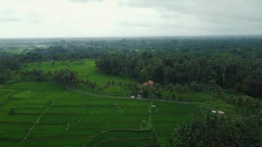 Hava aracı Bali 'deki yeşil pirinç tarlalarına ve ormana bakıyor. Yüksek kalite 4k görüntü