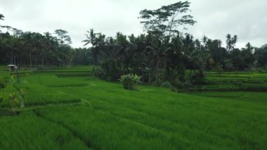Hava aracı Bali 'deki yeşil pirinç tarlalarına ve ormana bakıyor. Yüksek kalite 4k görüntü