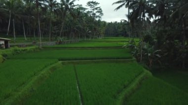 Hava aracı Bali 'deki yeşil pirinç tarlalarına ve ormana bakıyor. Yüksek kalite 4k görüntü