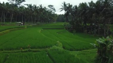 Hava aracı Bali 'deki yeşil pirinç tarlalarına ve ormana bakıyor. Yüksek kalite 4k görüntü