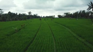 Hava aracı Bali 'deki yeşil pirinç tarlalarına ve ormana bakıyor. Yüksek kalite 4k görüntü