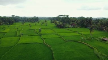 Hava aracı Bali 'deki yeşil pirinç tarlalarına ve ormana bakıyor. Yüksek kalite 4k görüntü