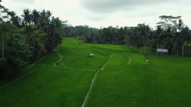 Hava aracı Bali 'deki yeşil pirinç tarlalarına ve ormana bakıyor. Yüksek kalite 4k görüntü