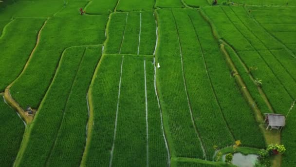 Hava Aracı Bali Deki Yeşil Pirinç Tarlalarına Ormana Bakıyor Yüksek — Stok video