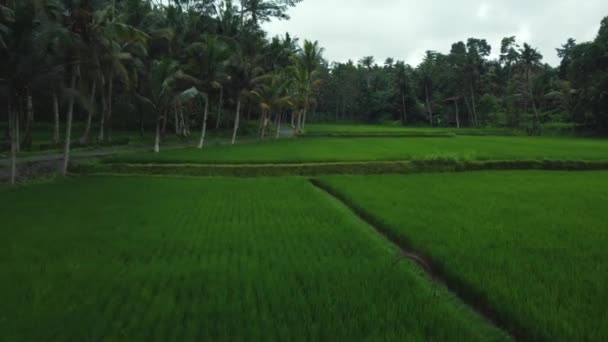 Luchtfoto Drone Zicht Groene Rijstvelden Jungle Bali Hoge Kwaliteit Beeldmateriaal — Stockvideo