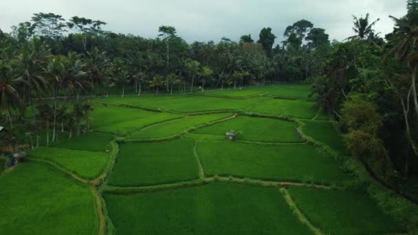 Flygdrönare Utsikt Över Gröna Risfält Och Djungel Bali Högkvalitativ Film — Stockvideo