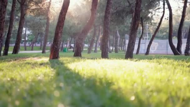 Setting Sun Breaks Trees Park High Quality Footage — Wideo stockowe