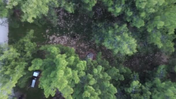 Drohnenfilme Über Einem Park Mit Kiefern Hochwertiges Filmmaterial — Stockvideo