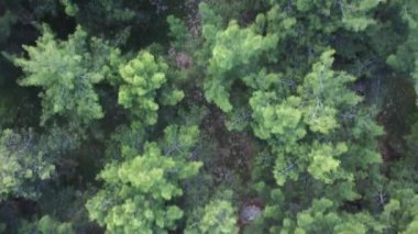 Drone çam ağaçlarıyla dolu bir parkın üzerinde çekim yapıyor. Yüksek kalite 4k görüntü