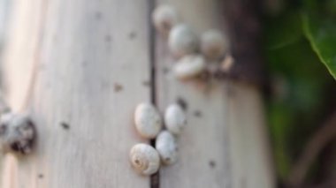 Ağaçtaki salyangozların yavaş çekim görüntüsü. Güzel doğa. Yüksek kalite 4k görüntü