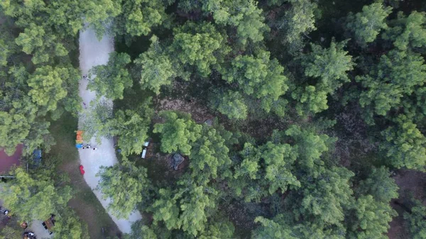 Drone Filmando Sobre Parque Com Pinheiros Imagens Alta Qualidade — Fotografia de Stock
