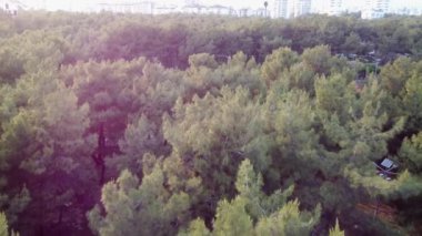 Drone çam ağaçlarıyla dolu bir parkın üzerinde çekim yapıyor. Yüksek kalite 4k görüntü