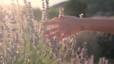 Female hands slowly touching a lavender flowers on a lavender fields on a sunset. High quality 4k footage
