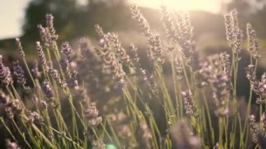 Close up view of beautiful Lavender flowers sway at sunset. Field of lavender. High quality 4k footage