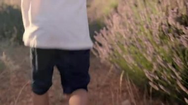 Rear view of kid is running through lavender fields . High quality 4k footage