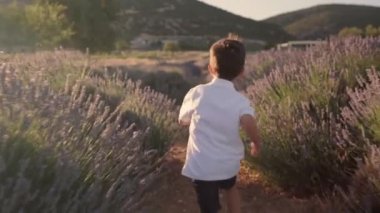 Rear view of kid is running through lavender fields . High quality 4k footage