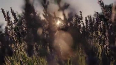 Close up view of beautiful Lavender flowers sway at sunset. Field of lavender. High quality 4k footage