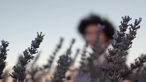 Lavender Fields Sunset Blurred Woman Background High Quality Footage — Stock video