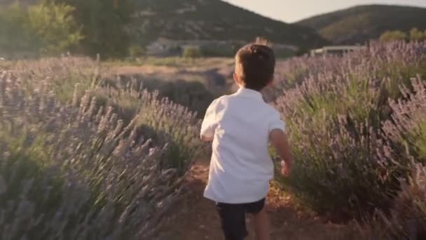 Rear View Kid Running Lavender Fields High Quality Footage — Video Stock