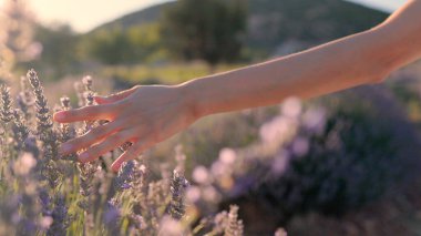 Female hands slowly touching a lavender flowers on a lavender fields on a sunset. High quality 4k footage