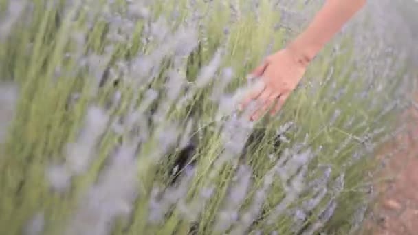 Female Hands Slowly Touching Lavender Flowers Lavender Fields Sunset High — 图库视频影像