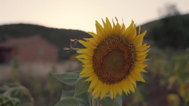 Sunflower Swaying Wind Bees Flying High Quality Footage — Stock Video