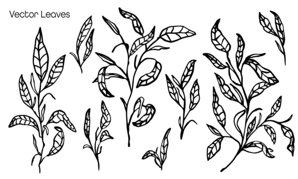 Vector Conjunto Hojas Ramas Plantas Planta Flores Hoja Floral Ilustración — Archivo Imágenes Vectoriales