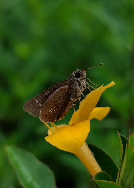 Papillon Sauvage Brun Sur Fond Flou — Photo