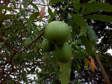 Endonezya 'da buna Bintaro meyvesi denir. Asya 'daki tropik bölgelerden gelen mangrov bitkileri de dahil..