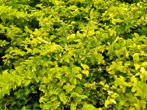Berberis Thunbergii Arbuste Floraison Plante Dans Famille Épine Vinette Berberidaceae — Photo