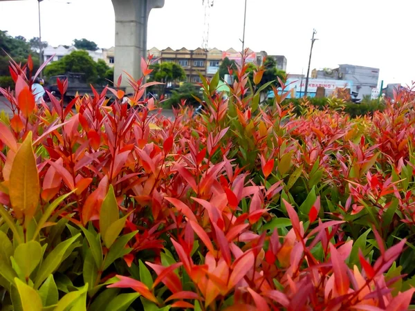Красные Побеги Syzygium Oleina Привлекательное Декоративное Растение Ярко Красными Листьями — стоковое фото