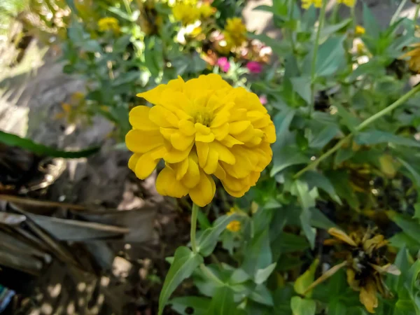 Flores Asoka Amarillas Están Floreciendo Con Hojas Verdes Frescas —  Fotos de Stock