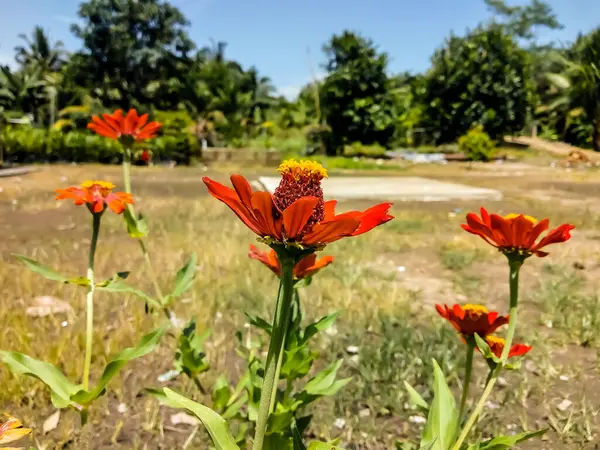 Красные Цветы Папавера Цветут Дворе — стоковое фото