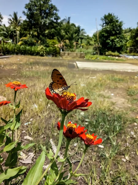 Una Hermosa Mariposa Posa Sobre Una Flor Roja —  Fotos de Stock