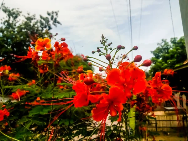 Hermosas Flores Rojas Jardín — Foto de Stock