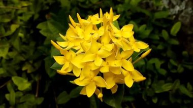 Öğleden sonra rüzgârda süzülen sarı asoka çiçeklerinin görüntüleri