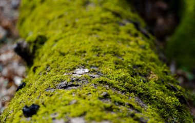Ağaç gövdesinde yosun