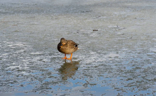 Lonely Duck Fronzen Lake — Stock Photo, Image