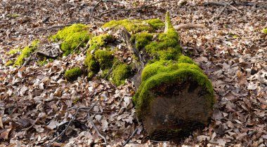 Yosun aygırı ormanda bulundu.