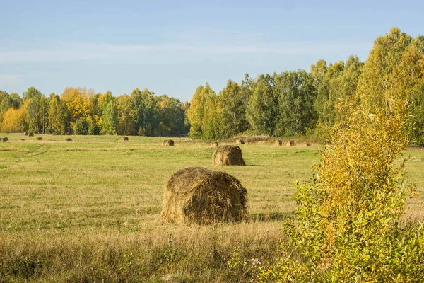 Autumn Landscapes Hay Harvesting — Stock Photo, Image