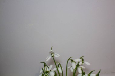 Kar damlaları romantiktir. Gri kıştan sonraki ilk çiçek.