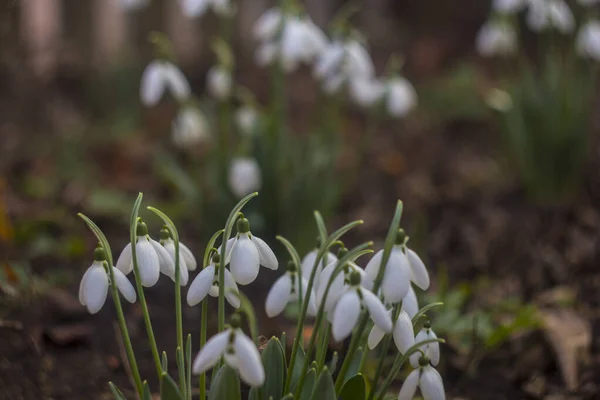Snowdrops Romantic First Flower Gray Winter — Stock Photo, Image