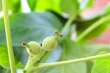 Genç ve yeşil cevizli taze yapraklar, yakın plan.
