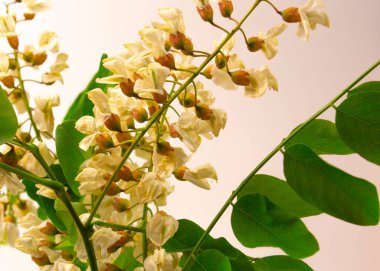 Beyaz arkaplanda beyaz akasya çiçekleri