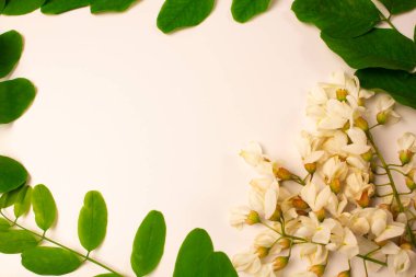 Beyaz arkaplanda beyaz akasya çiçekleri