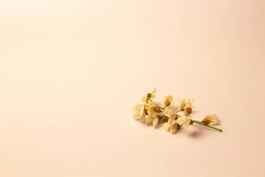 Beyaz arkaplanda beyaz akasya çiçekleri