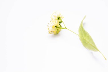 Beyaz arkaplandaki ayrı ıhlamur çiçekleri,